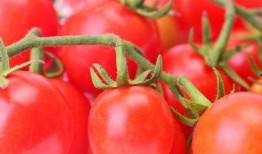 娱乐圈番茄小说吃瓜,番茄小说中的吃瓜盛宴，揭秘明星背后的秘密