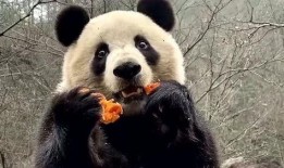 娱乐吃瓜大熊猫视频下载,萌态可掬萌翻网友